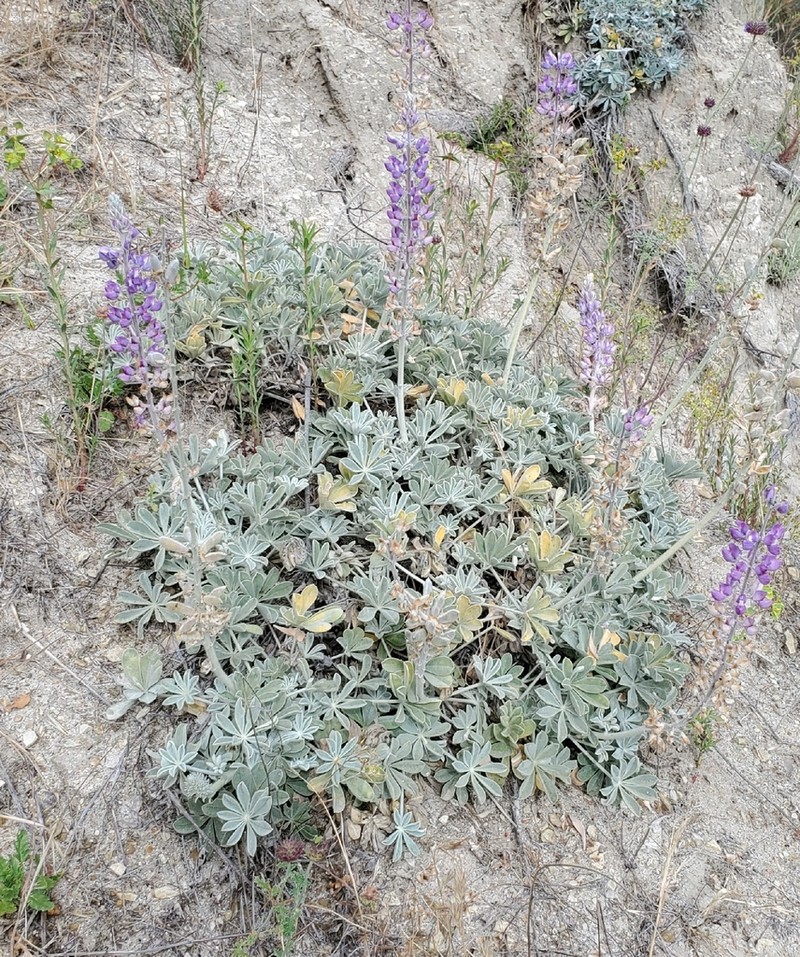San Luis Lupine photo 8