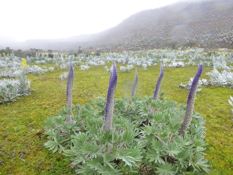 Lupinus luisanae