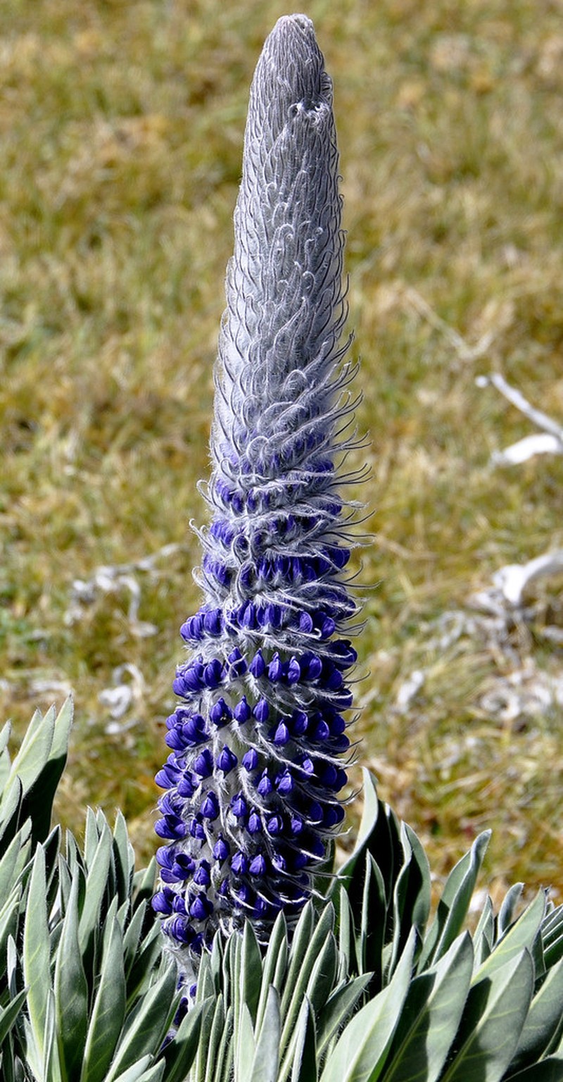 Lupinus luisanae photo 2