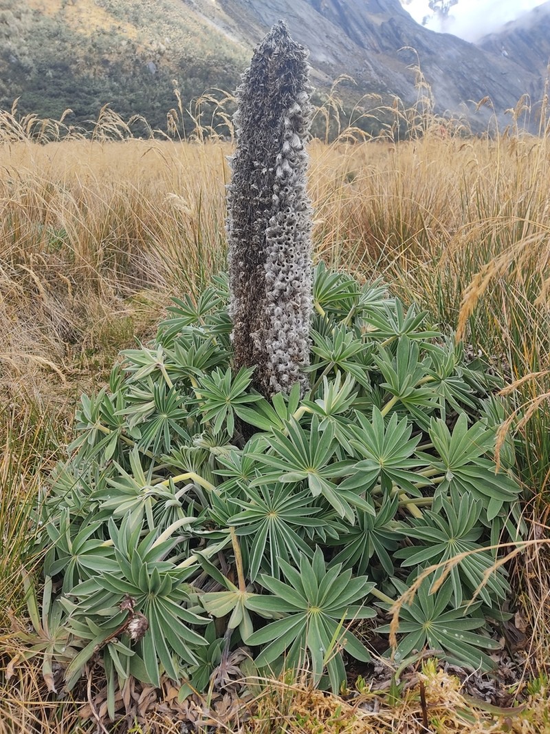 Lupinus luisanae photo 3