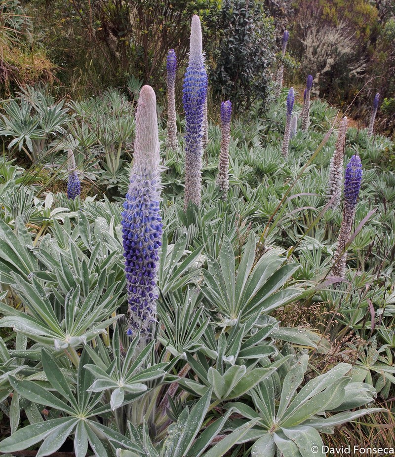 Lupinus luisanae photo 4