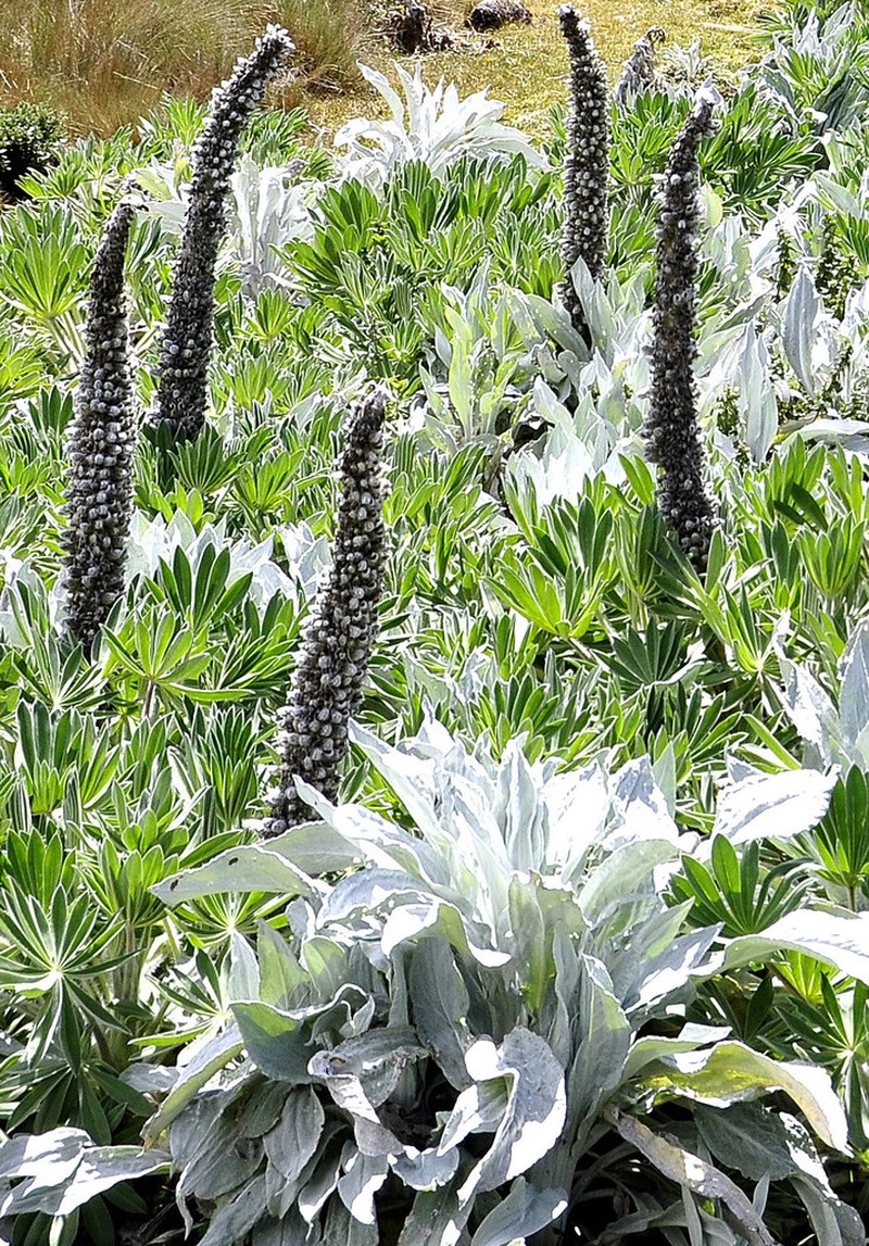 Lupinus luisanae photo 5