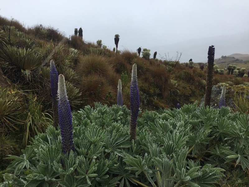 Lupinus luisanae photo 6