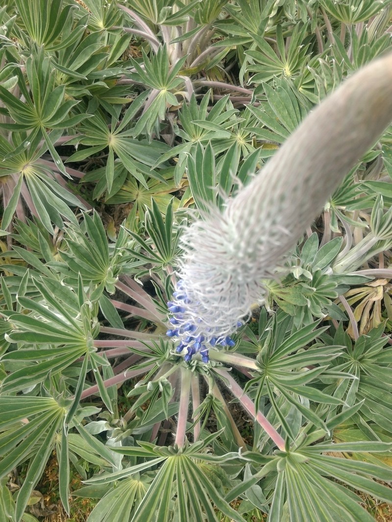 Lupinus luisanae photo 7