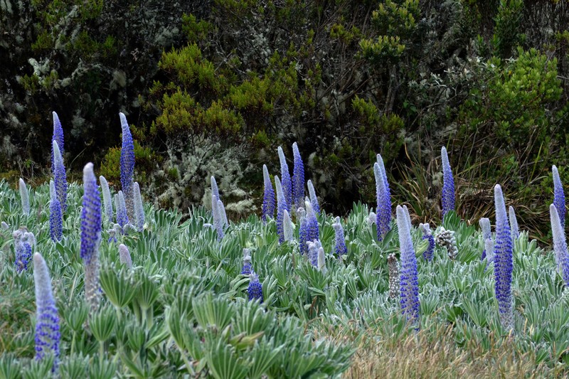 Lupinus luisanae photo 8