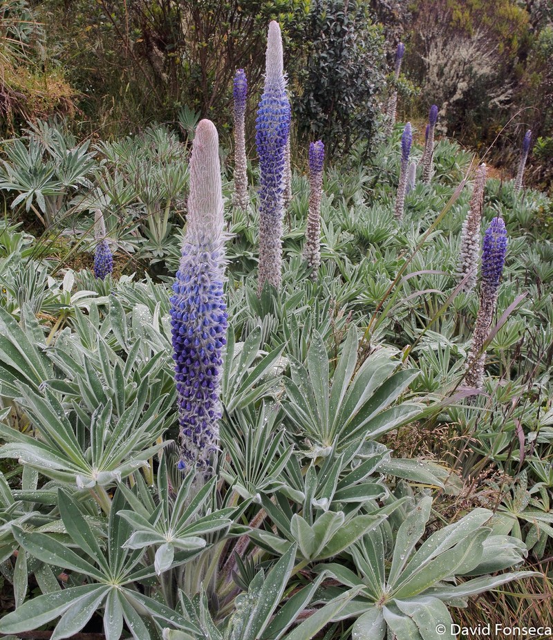 Lupinus luisanae var. ocetensis photo 3