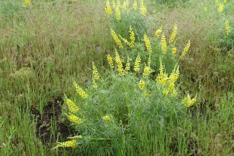 Pale Yellow Lupine photo 2