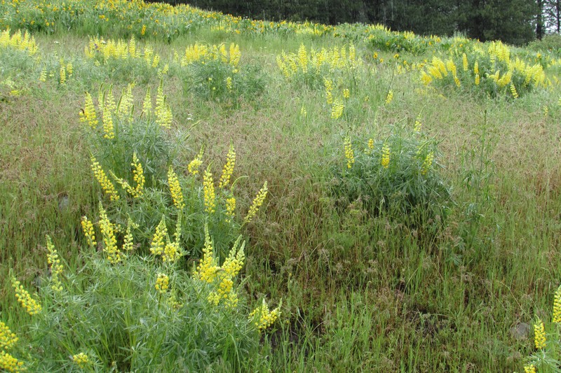 Pale Yellow Lupine photo 3
