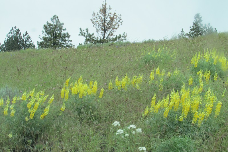 Pale Yellow Lupine photo 4