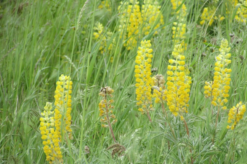 Pale Yellow Lupine photo 5
