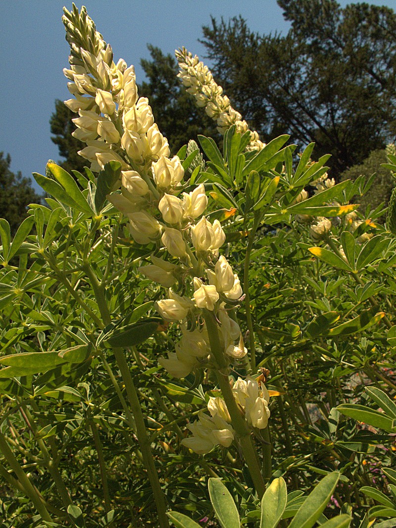 Pale Yellow Lupine