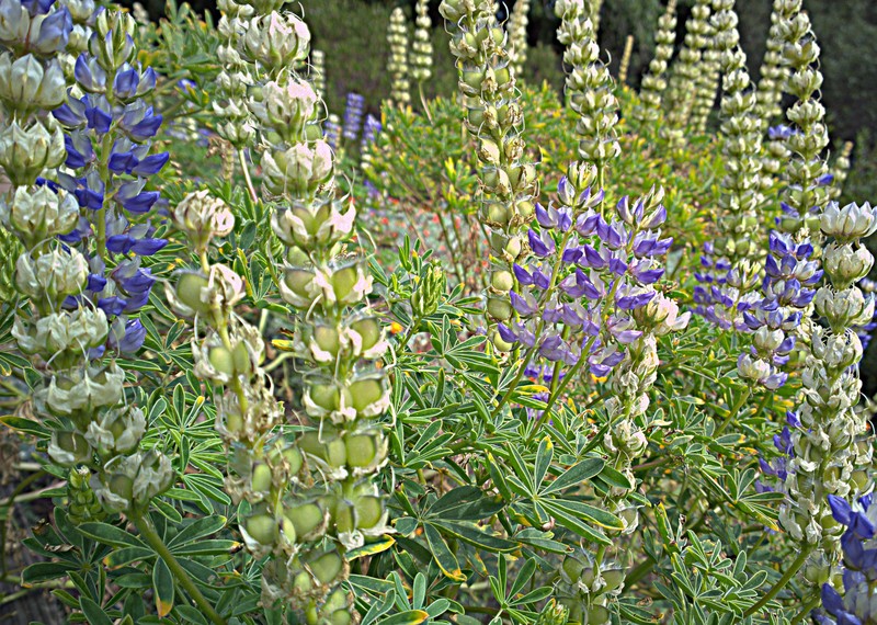 Pale Yellow Lupine photo 6