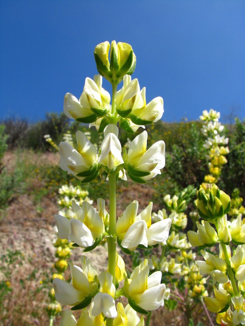 Pale Yellow Lupine