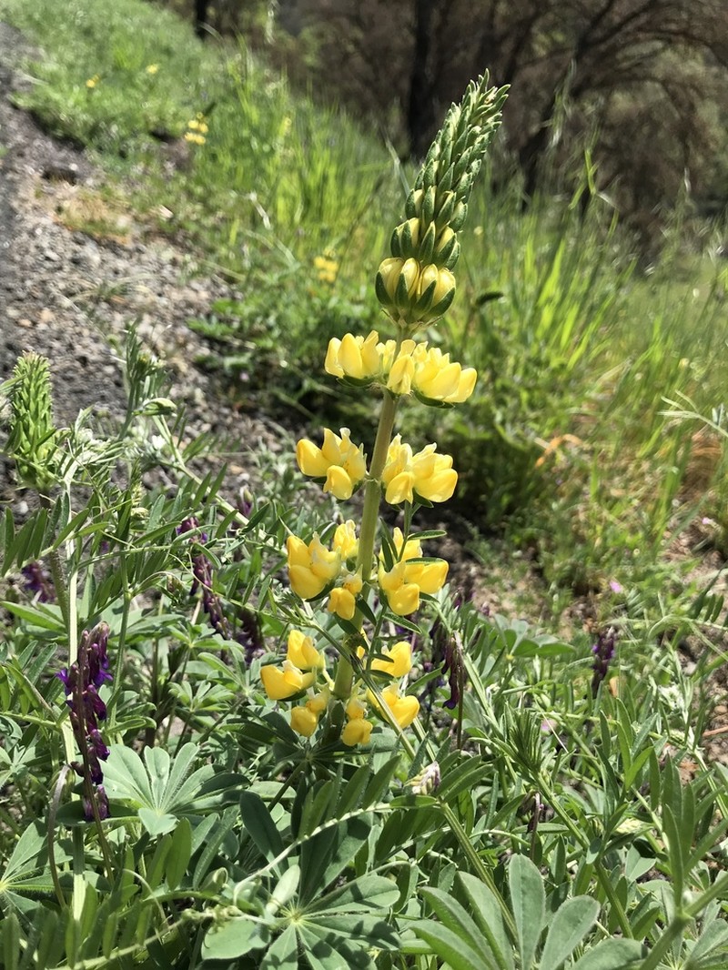 Pale Yellow Lupine photo 2