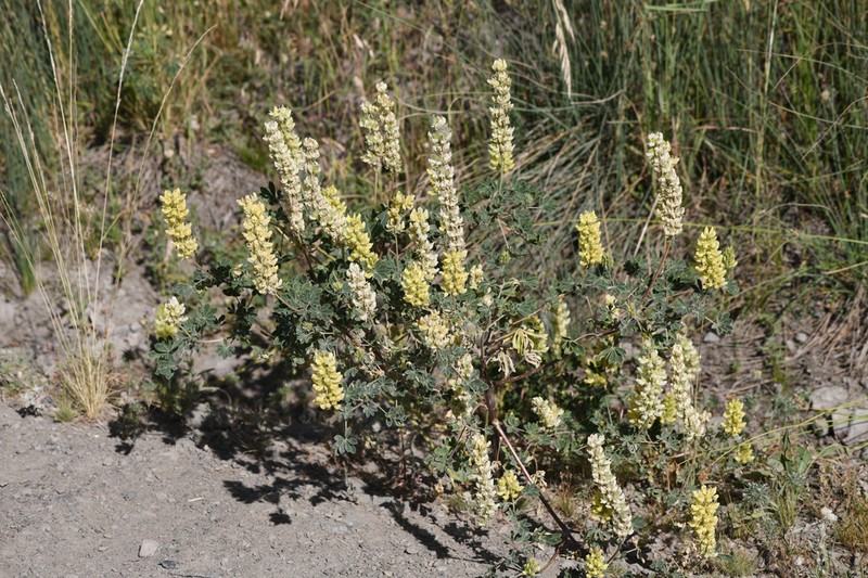 Pale Yellow Lupine photo 3
