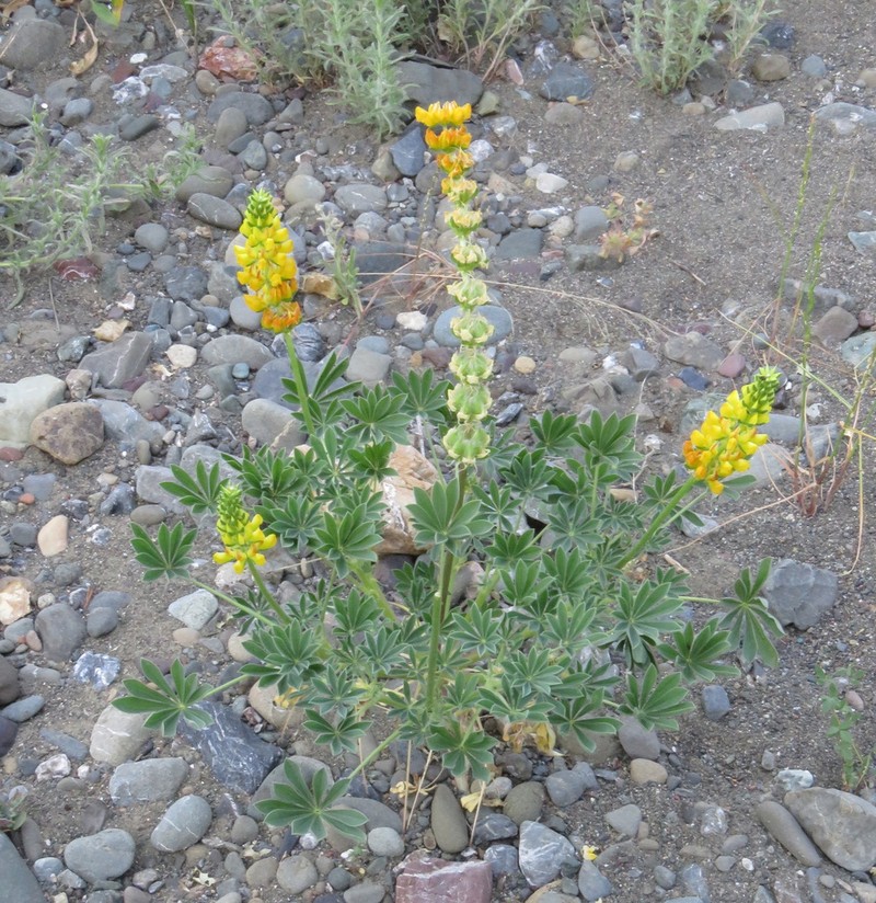 Pale Yellow Lupine photo 4