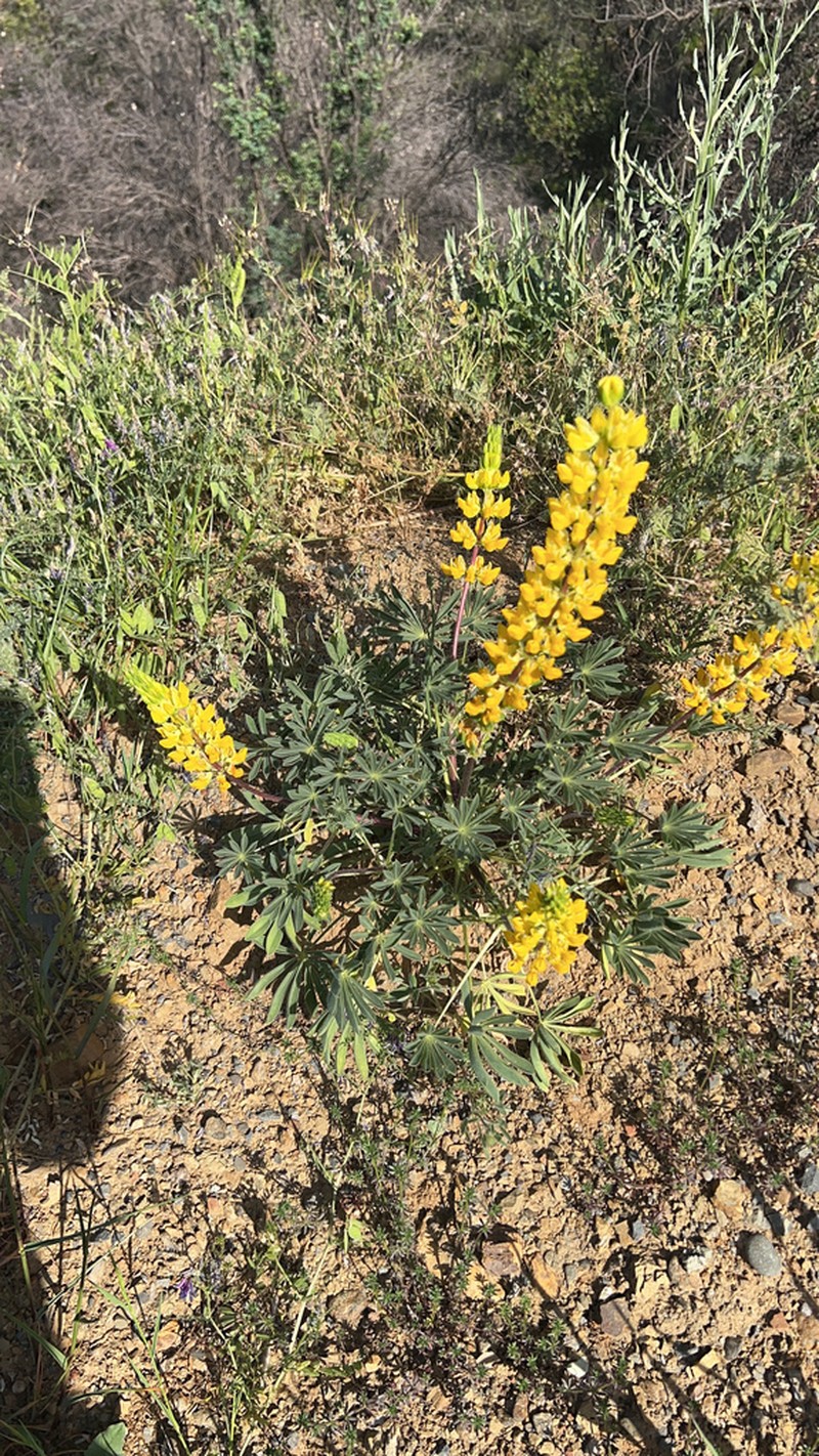 Pale Yellow Lupine photo 5