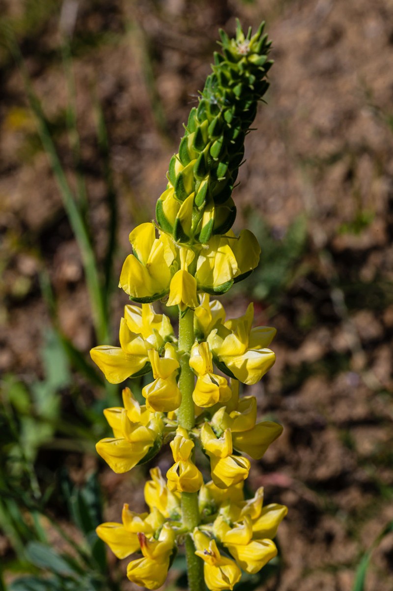 Pale Yellow Lupine photo 6