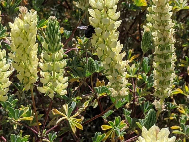 Pale Yellow Lupine photo 7