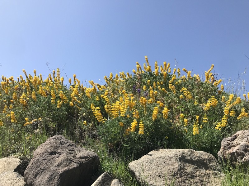 Pale Yellow Lupine photo 8