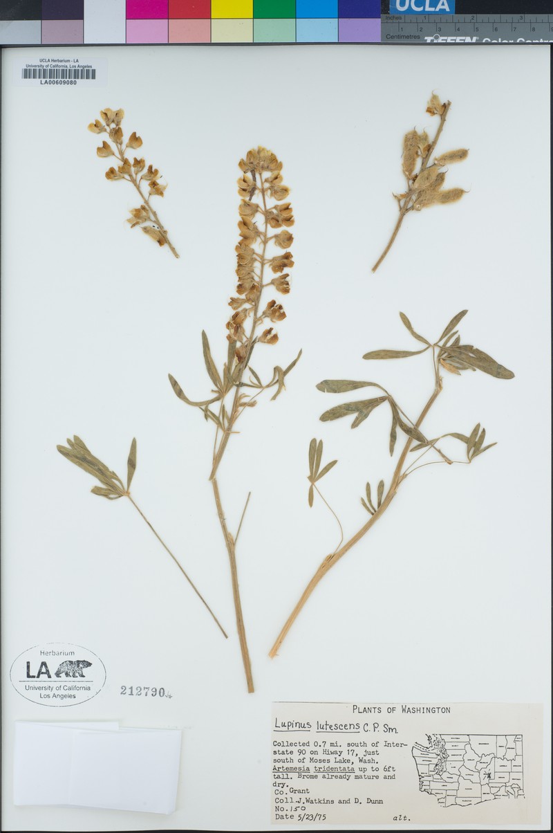 Light Yellow Lupine photo 2