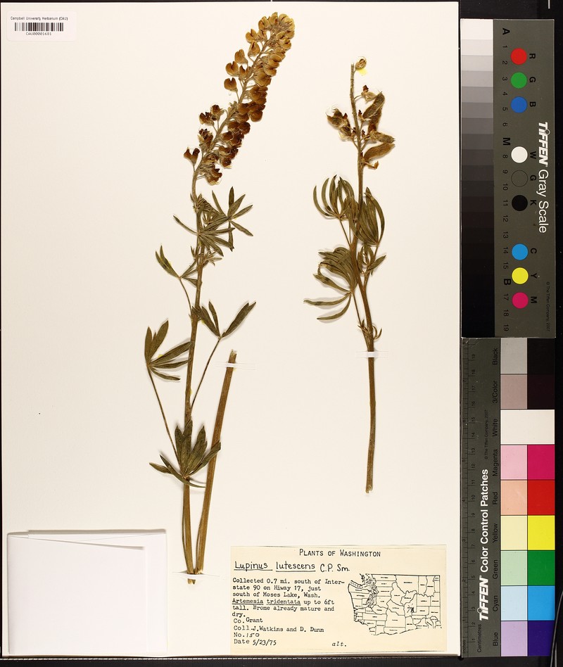 Light Yellow Lupine photo 3
