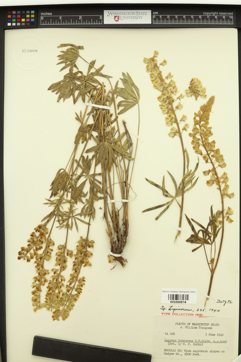 Light Yellow Lupine photo 4