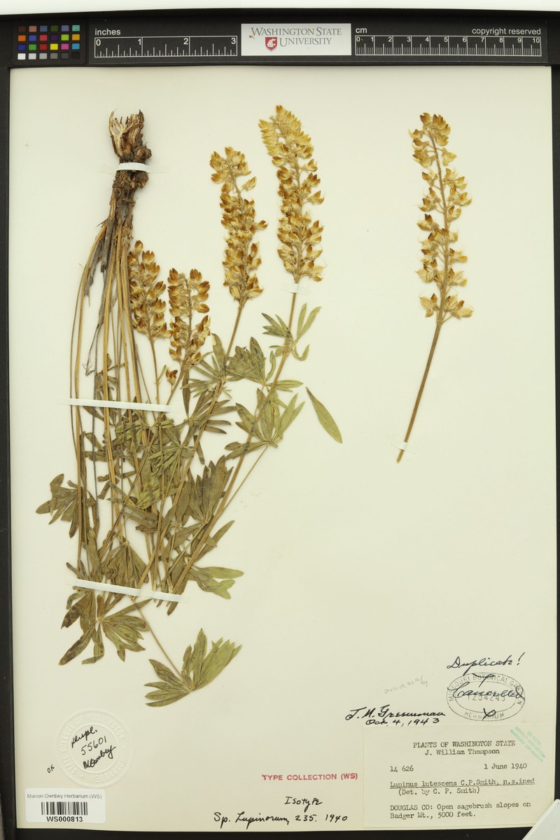 Light Yellow Lupine photo 5