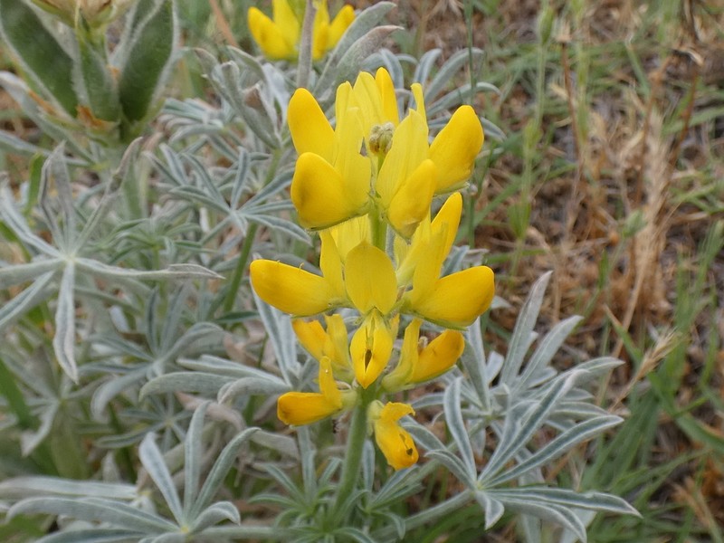 European Yellow Lupine photo 5