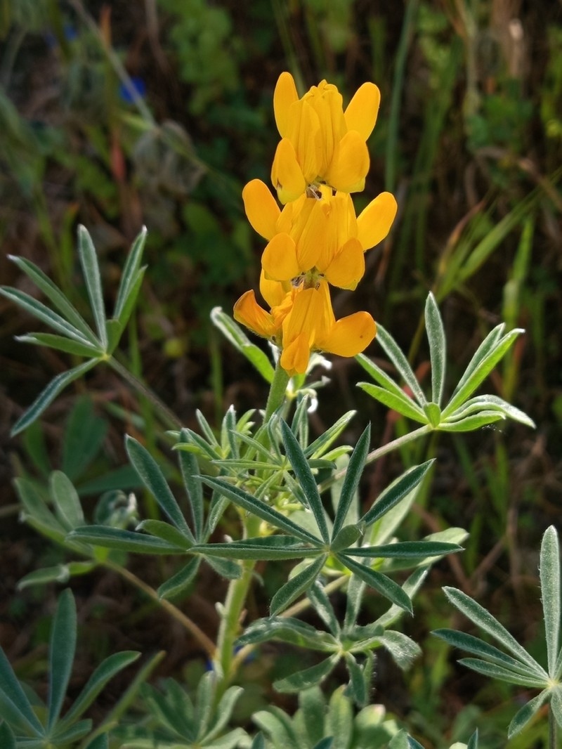 European Yellow Lupine photo 6