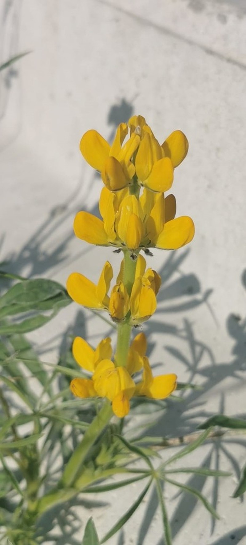 European Yellow Lupine photo 7