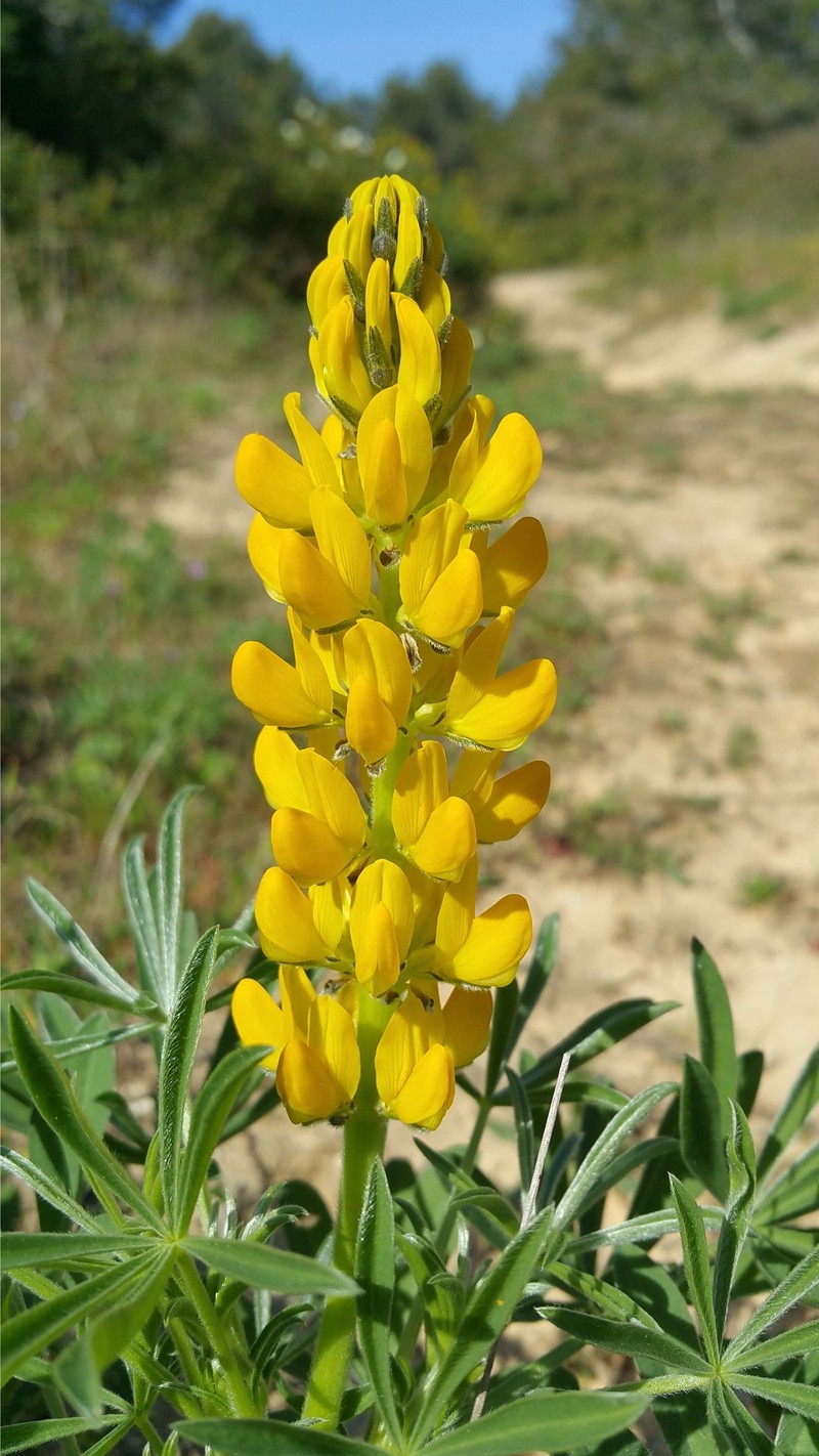 European Yellow Lupine