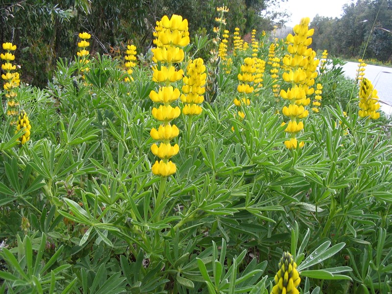 European Yellow Lupine photo 4