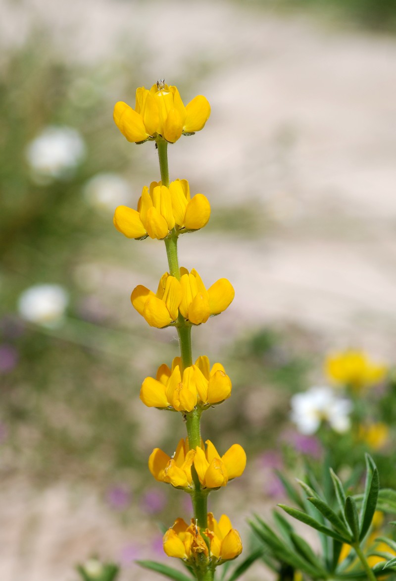 European Yellow Lupine photo 5