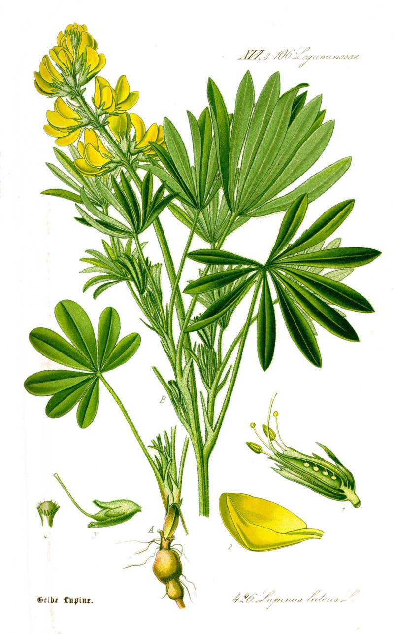 European Yellow Lupine photo 2