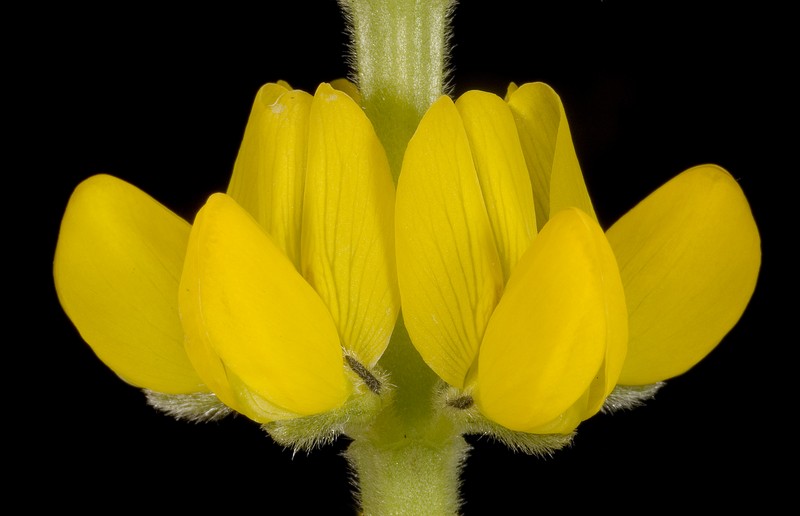 European Yellow Lupine photo 2