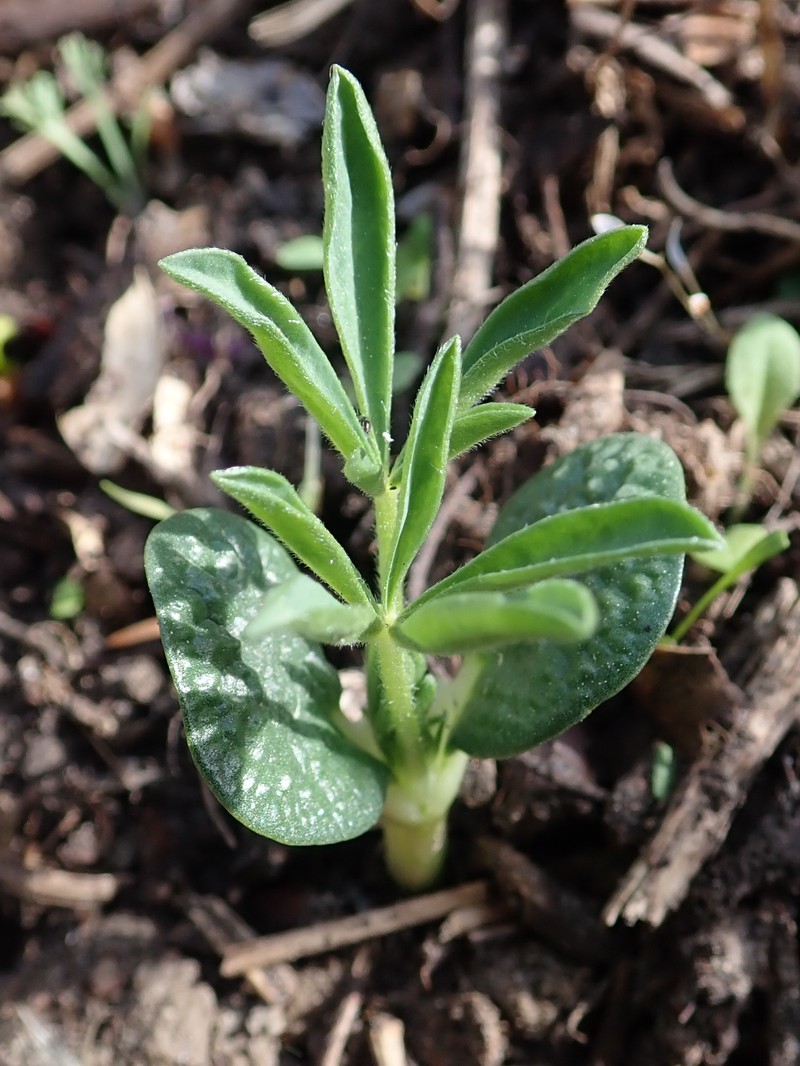 European Yellow Lupine photo 3