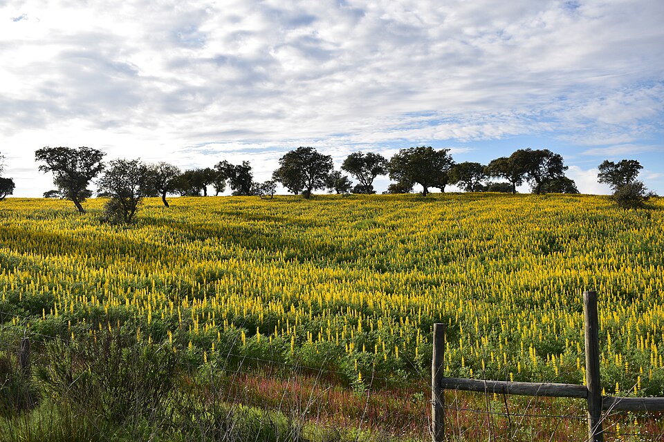 European Yellow Lupine photo 6