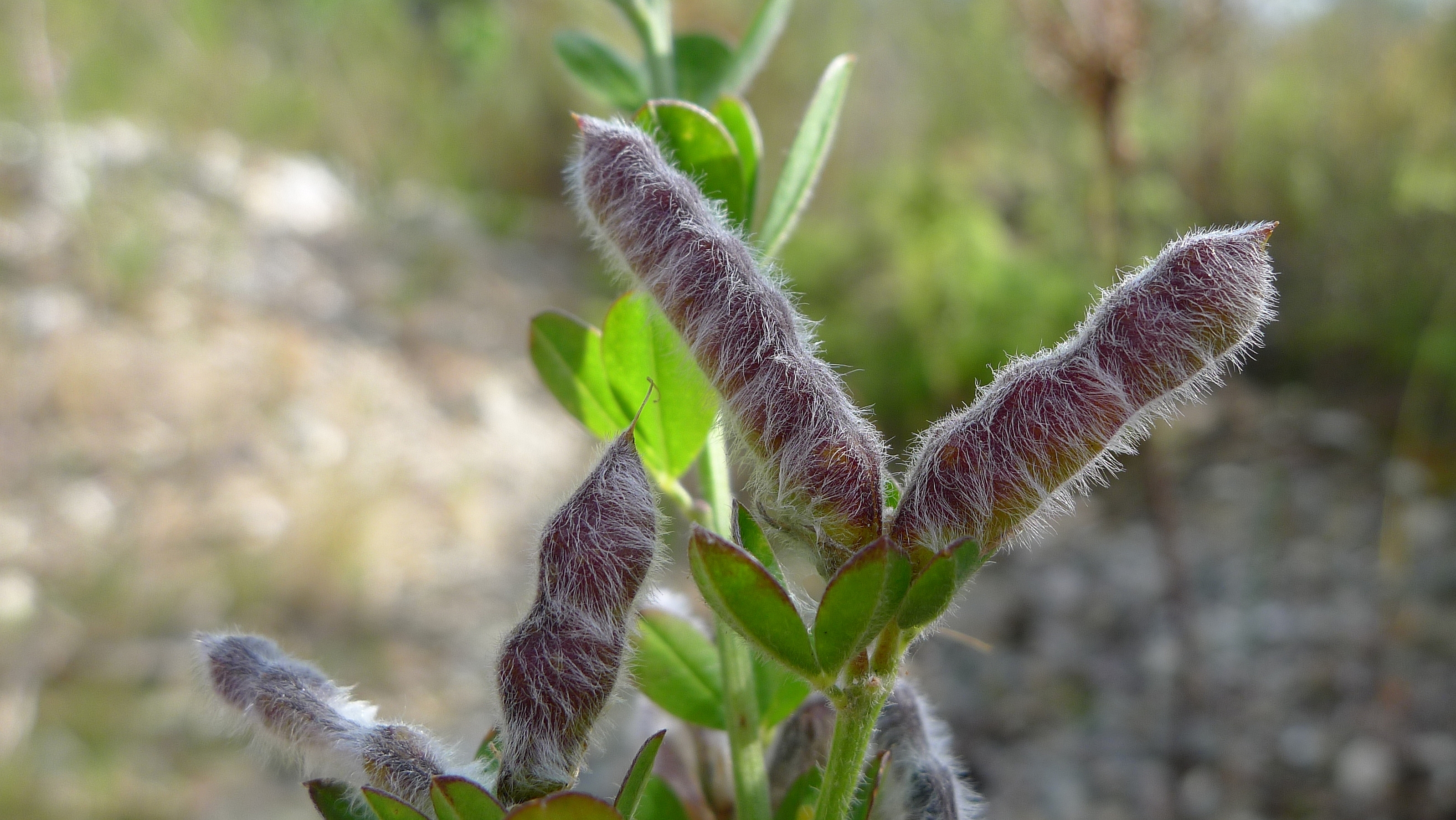 European Yellow Lupine photo 7