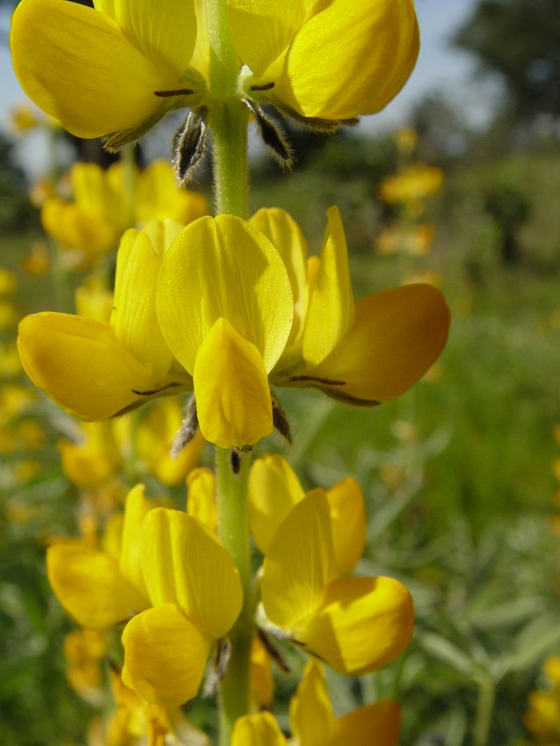 European Yellow Lupine photo 9