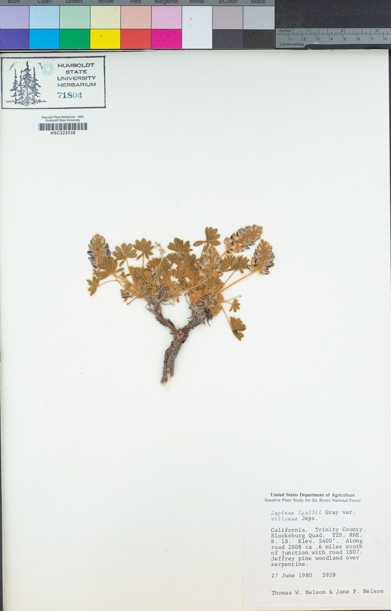 Lupinus lyallii subsp. lyallii