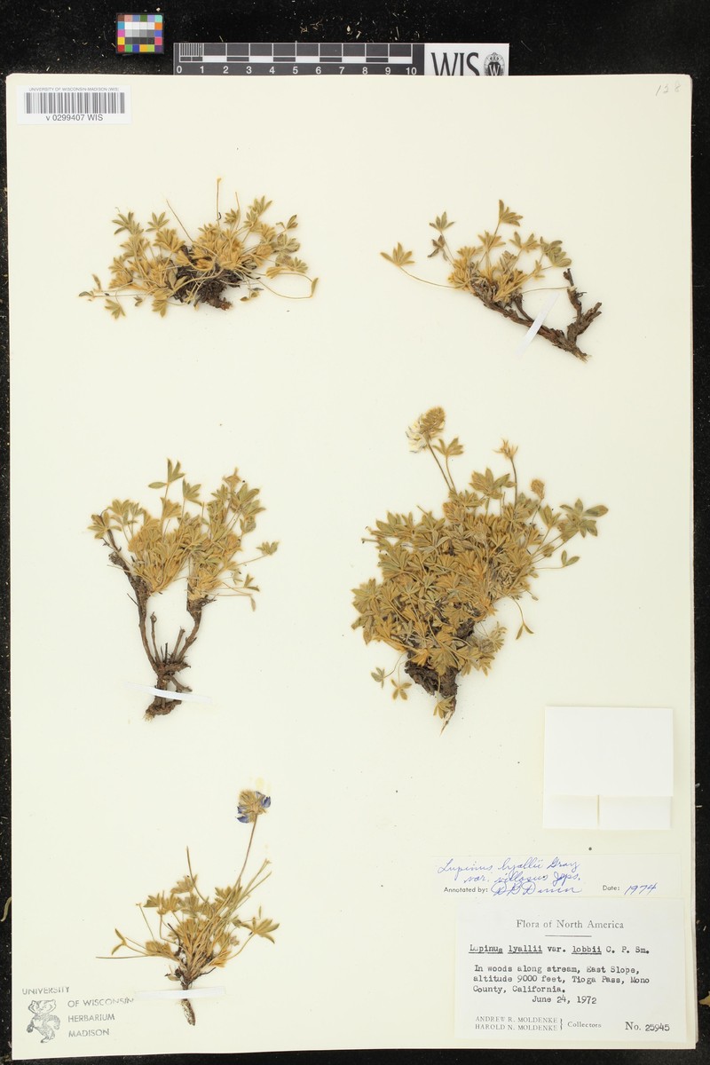 Lupinus lyallii subsp. lyallii photo 6