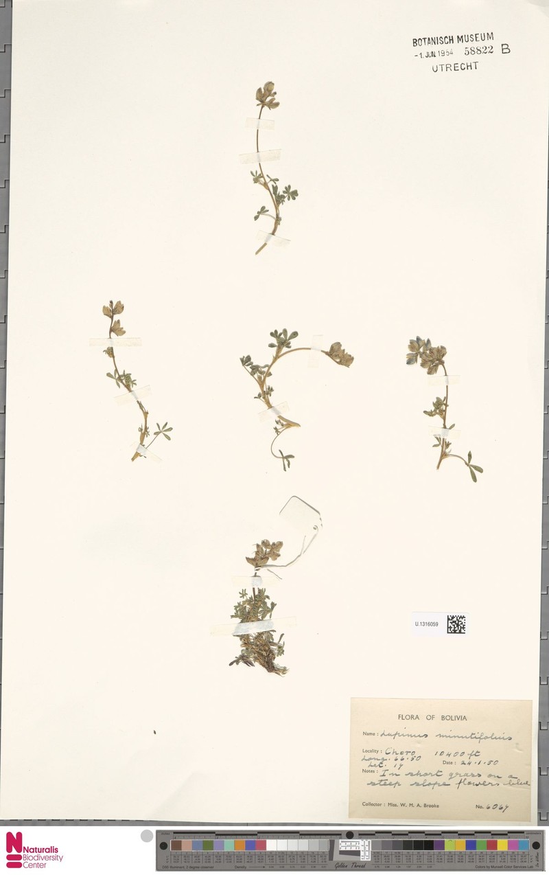 Lupinus lyallii subsp. minurifolius
