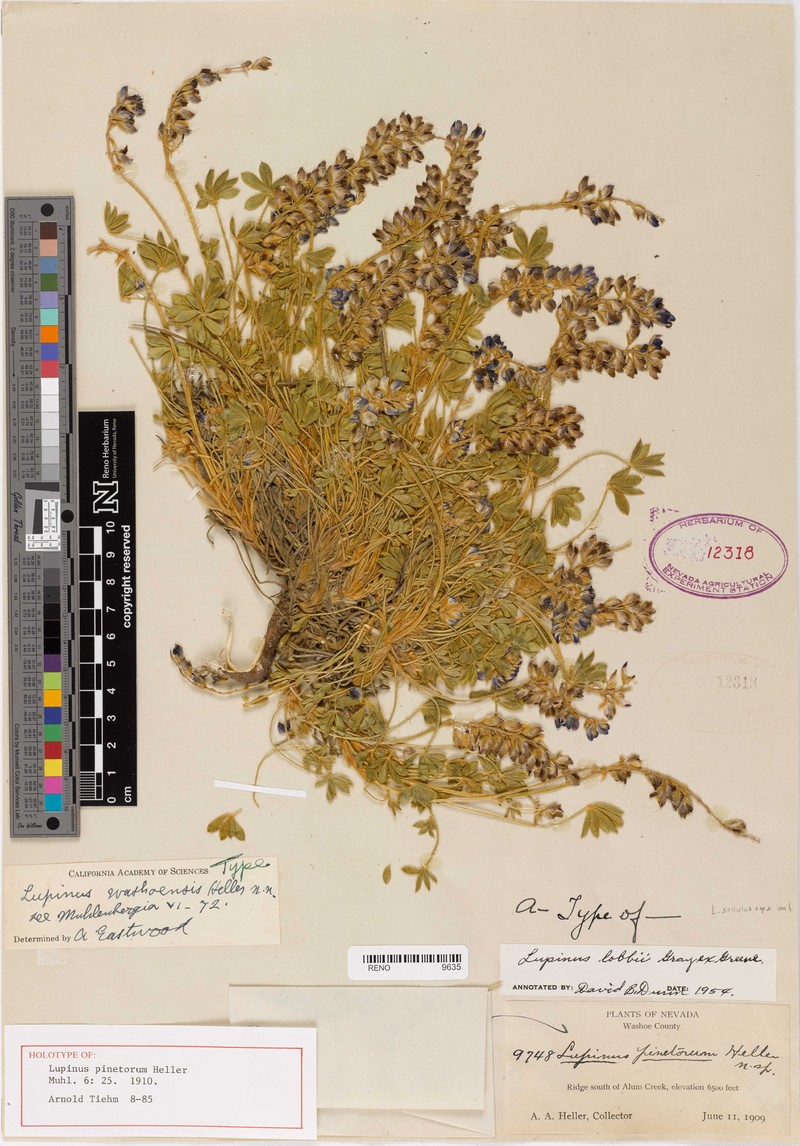 Lupinus lyallii subsp. washoensis photo 2