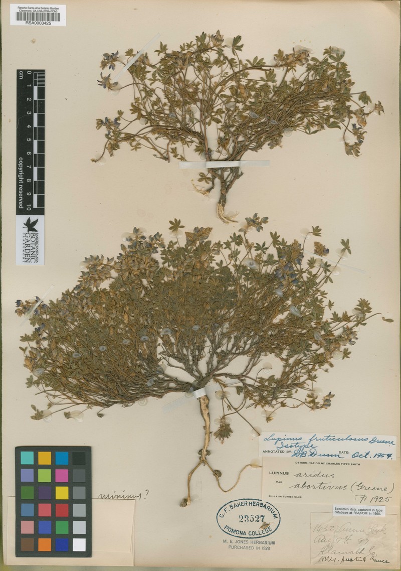 Lupinus lyallii var. fruticulosus photo 3