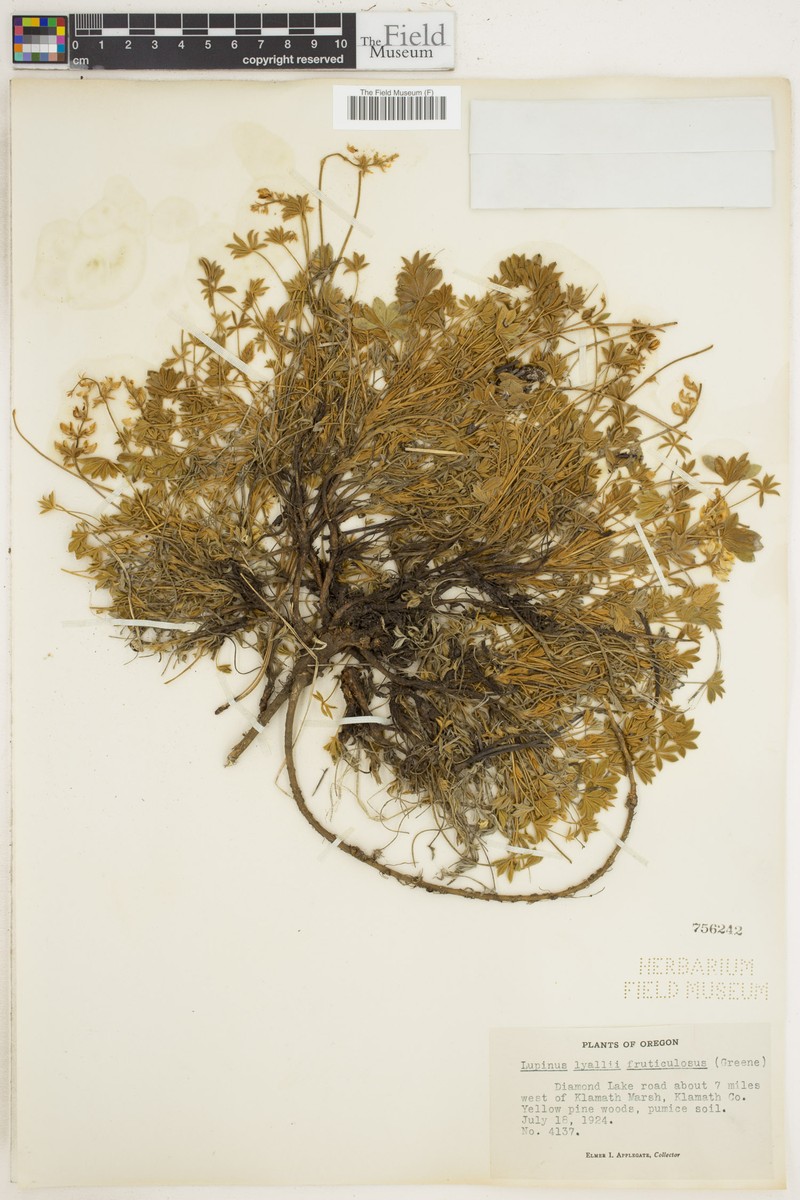 Lupinus lyallii var. fruticulosus