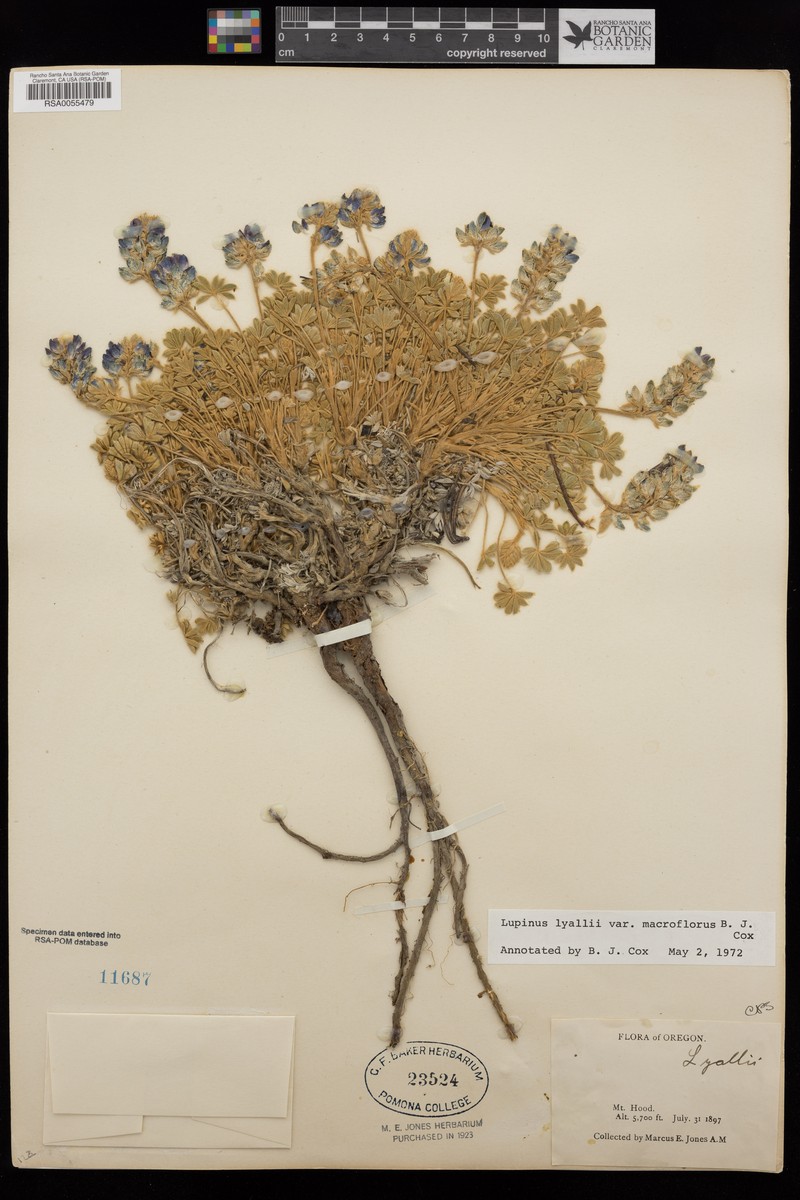Lupinus lyallii var. macroflorus