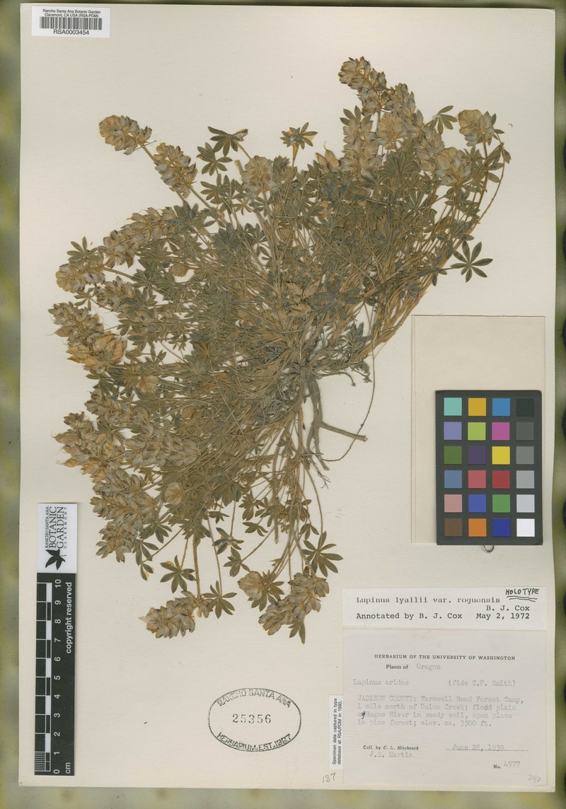 Lupinus lyallii var. roguensis photo 2