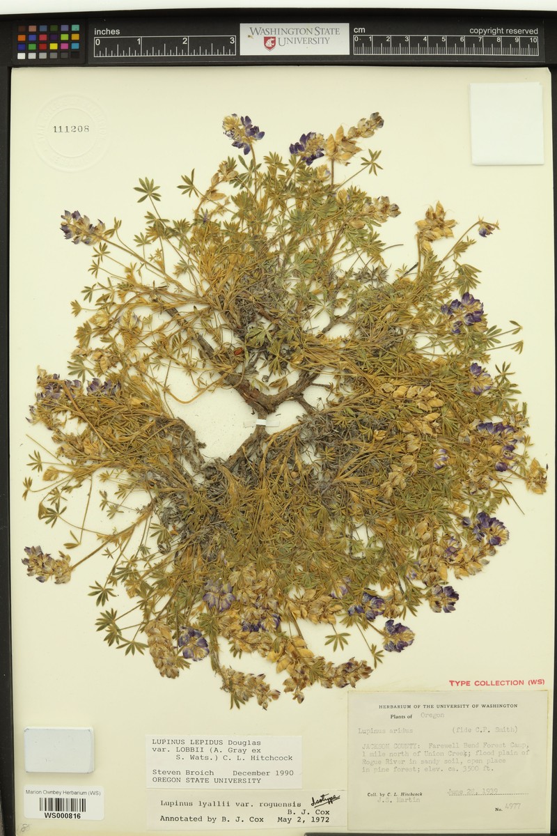 Lupinus lyallii var. roguensis
