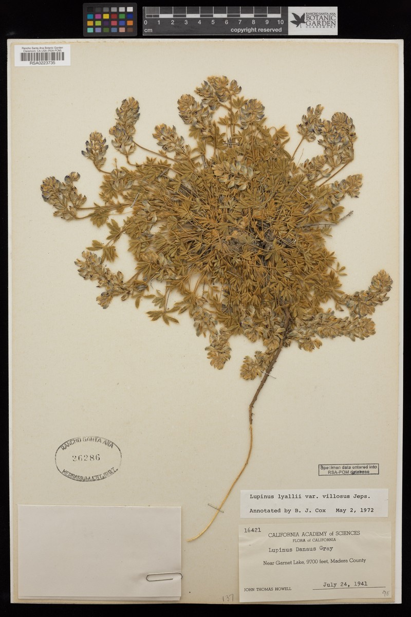 Lupinus lyallii var. villosus photo 8